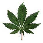 cannabis