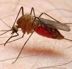 malaria