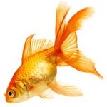 goldfish