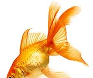 Canadian attention span now worse than a goldfish