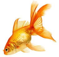 goldfish