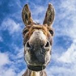 Donkey