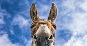 Africa's donkeys being slaughtered for traditional Chinese medicine Donkey