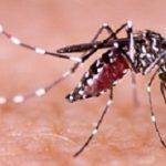 Mosquito