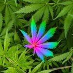 mb-115 marijuana use