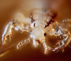 counter head louse waning efficacy meds decline pyrethroids effectiveness johns hopkins lice treatments marked found