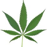 cannabisweb