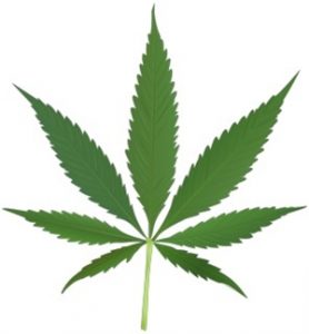 cannabisweb