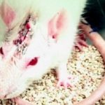 AnimalResearch