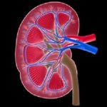 Kidney