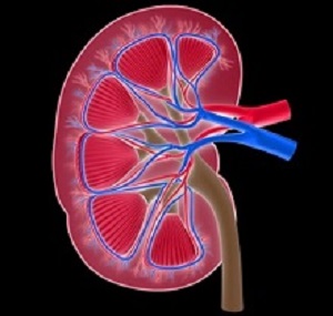 Kidney