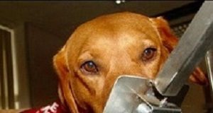 Trial to test dogs' ability to detect bowel cancer TestDog