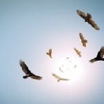Flock of circling turkey vultures with looming clouds and bright sun