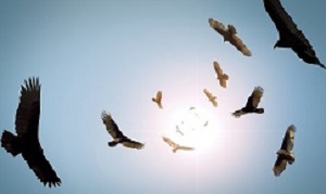 Flock of circling turkey vultures with looming clouds and bright sun
