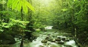 How nature's sounds help us to relax EdPickNature