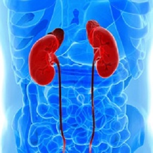 anatomy of human urogenital organs in x-ray view