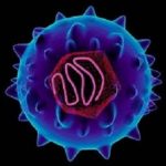 EDVirus