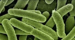 Rapid test to check antibiotic efficacy against urinary-tract bacteria Astrego