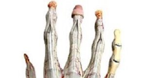 Digit length may link to muscular strength in adolescent boys Digitlength