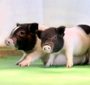 PiggyOrgans