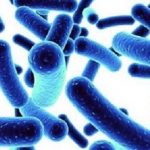 Probiotics