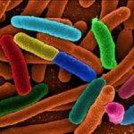 EColi