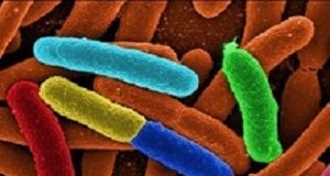 Fast, affordable new test to detect E coli in water EColi