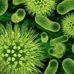 GutBacteria