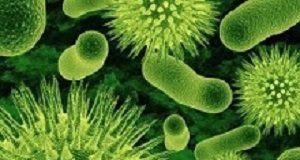 Gut bacteria play decisive role in personal nutrition and obesity GutBacteria