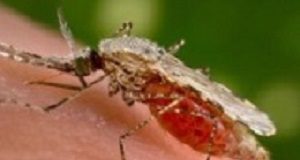 Cases of odyssean malaria reported in Pretoria Malaria