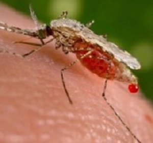 Malaria