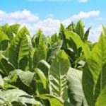 Bigtobacco