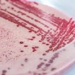 Listeria
