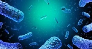 Source of listeriosis outbreak traced and blame game begins Listeriabacteria