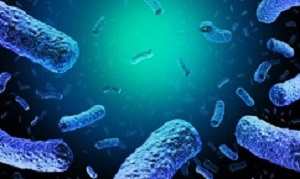 Listeriabacteria