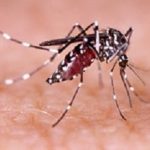 Dengue, zika and chikungunya fever mosquito (aedes aegypti) on human skin