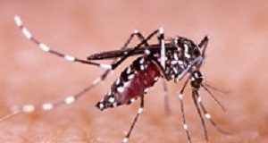 First evidence of what most attracts the mosquitos that carry dengue and chikungunya Dengue, zika and chikungunya fever mosquito (aedes aegypti) on human skin