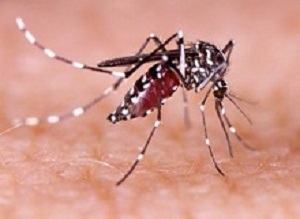 Dengue, zika and chikungunya fever mosquito (aedes aegypti) on human skin
