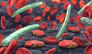 3d illustration of blood cells, plasmodium causing malaria illness