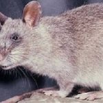 Rats