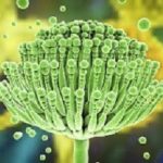 Aspergillus