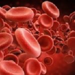 red blood cells in vein