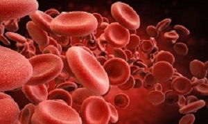 red blood cells in vein