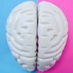 Brain