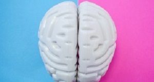 Sex differences in the human brain — long-awaited Edinburgh study Brain