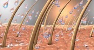 Osteoporosis drug found to stimulate hair follicle growth Hair