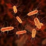 ecoli
