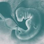 Human fetus