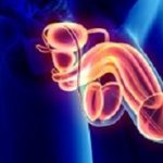 Reproductive system male – 3d illustration medical concept.