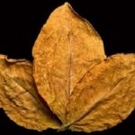 dry leafs tobacco closeup on the black background